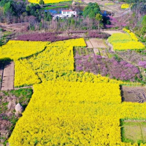 哈尔滨冻梨花茶是哪家？
