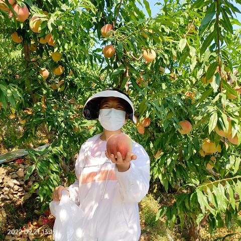 保定市哪有蒸寿桃的长尾关键词有哪些