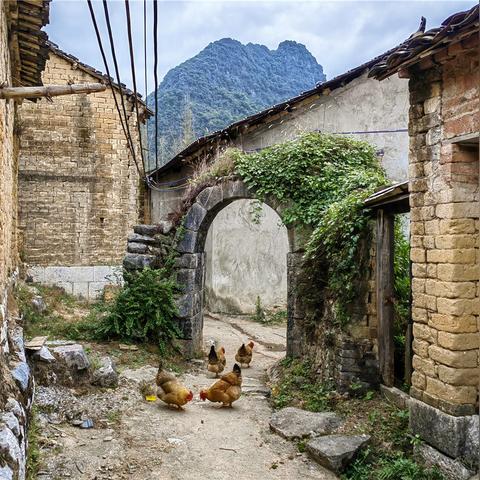 桂林市哪里有买狗的