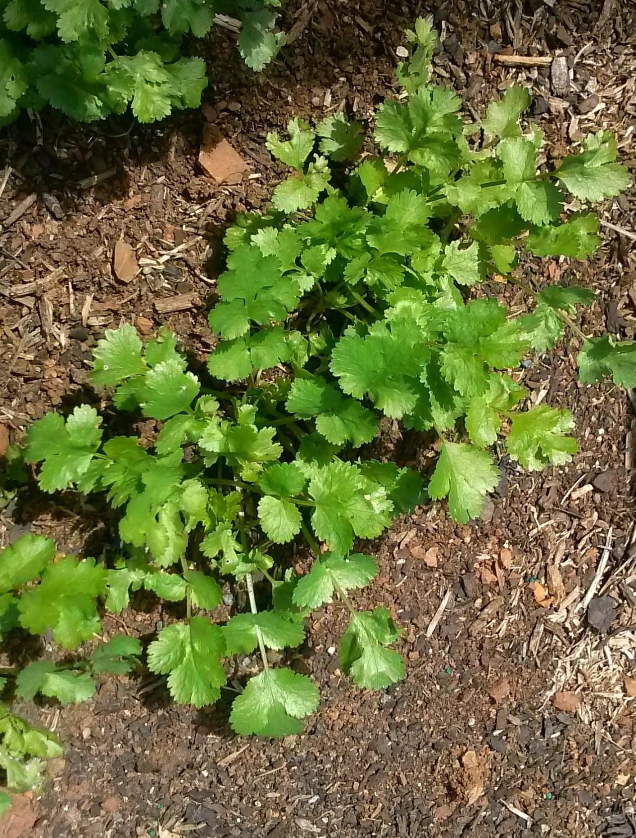 四季香菜的种植方法,狗肉香菜的种植?