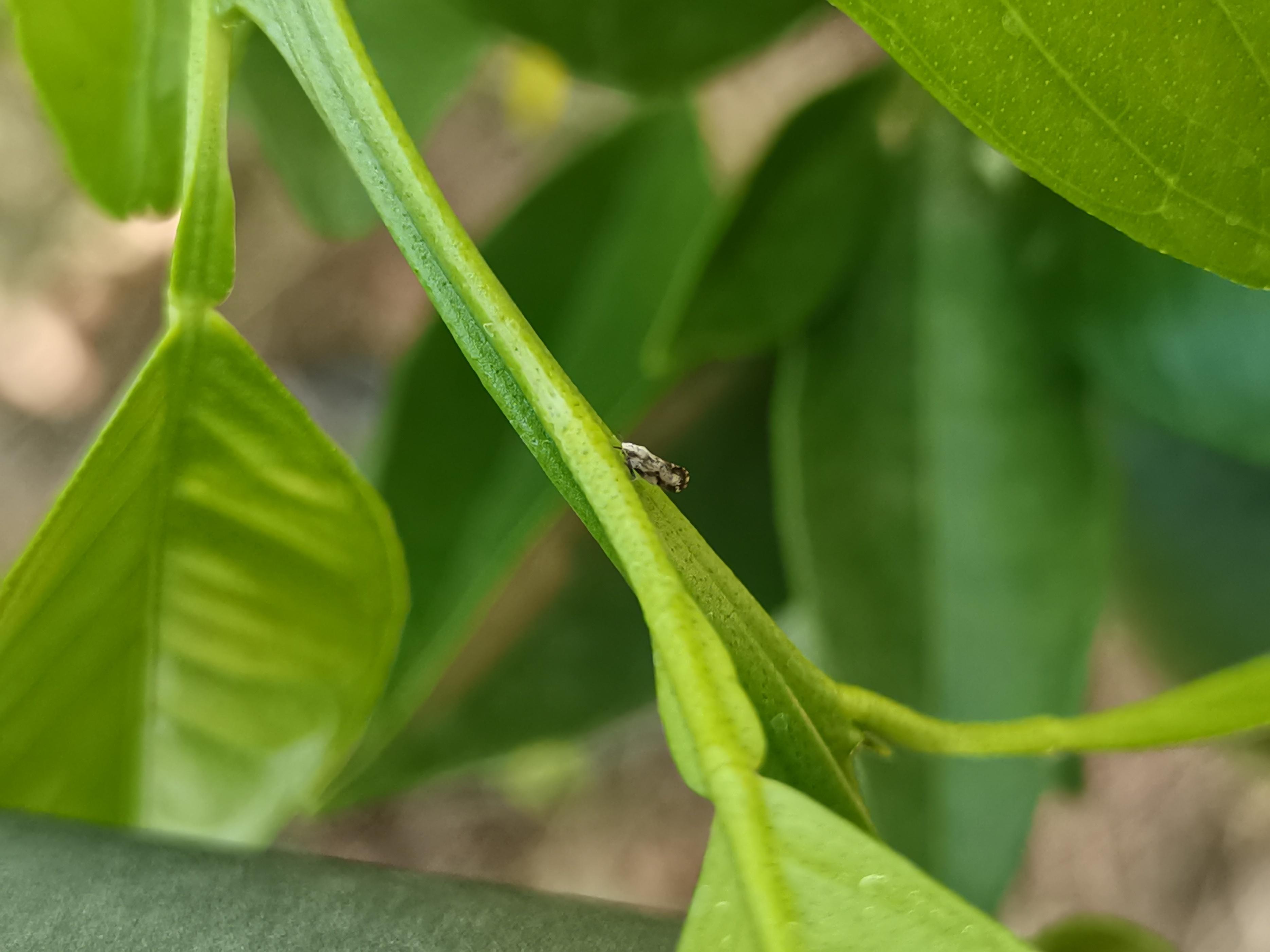 柑橘種植手藝與辦理視頻_柑橘農(nóng)資進(jìn)入洗牌階段