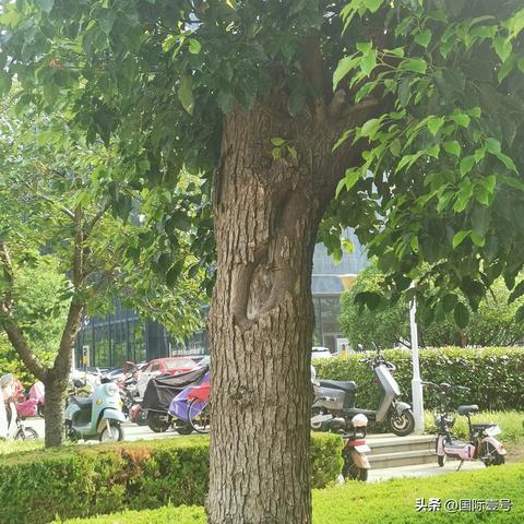 临沂市种香樟树吗的长尾关键词有什么