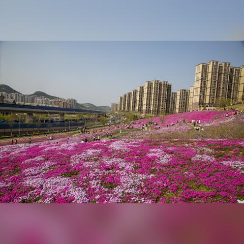 济南市哪里有花海
