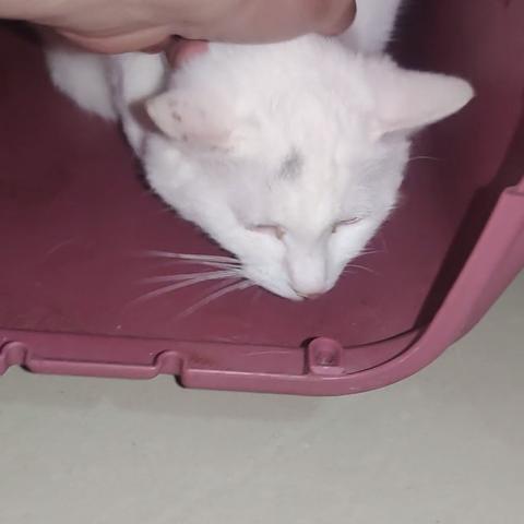 河南女孩养猫怎么样