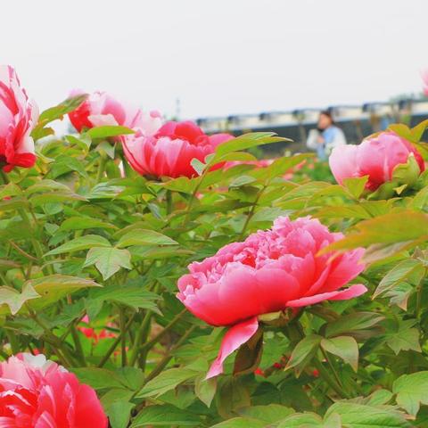 菏泽市科技馆戏曲馆的长尾关键词有哪些