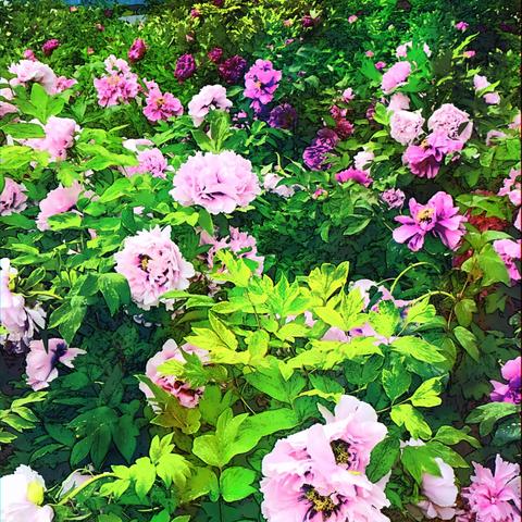 石家庄市哪里能看牡丹花