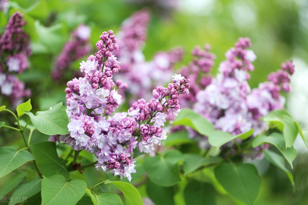 各种小型盆栽图片及花名,财字有关的花名?