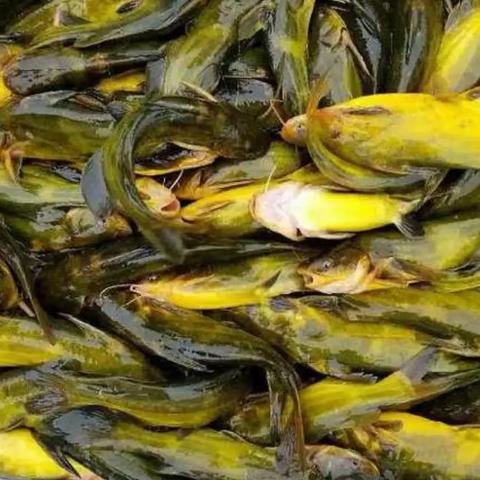 河南本土有什么鱼类吗