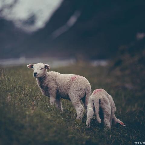 今年生肖羊的运势运程(今年生肖羊的运势运程如何)