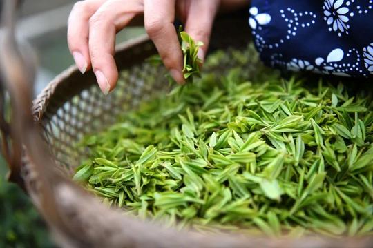 陆羽茶交所资讯丨一篮春茶千里香——2022年春季茶产业观察