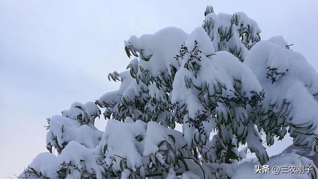 描写惊蛰节气古诗词谚语有哪些