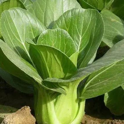 seo的用途是什么