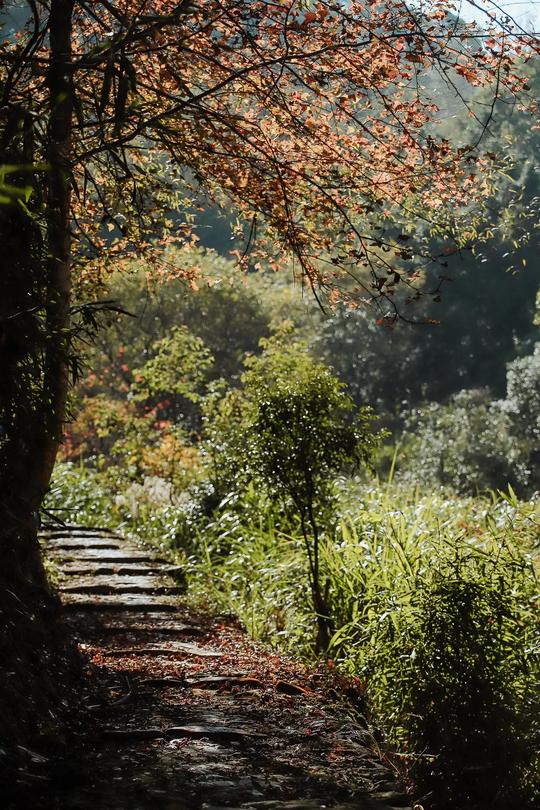 一条冷门千年古道！“一村两县”奇景、限定“枫叶红”