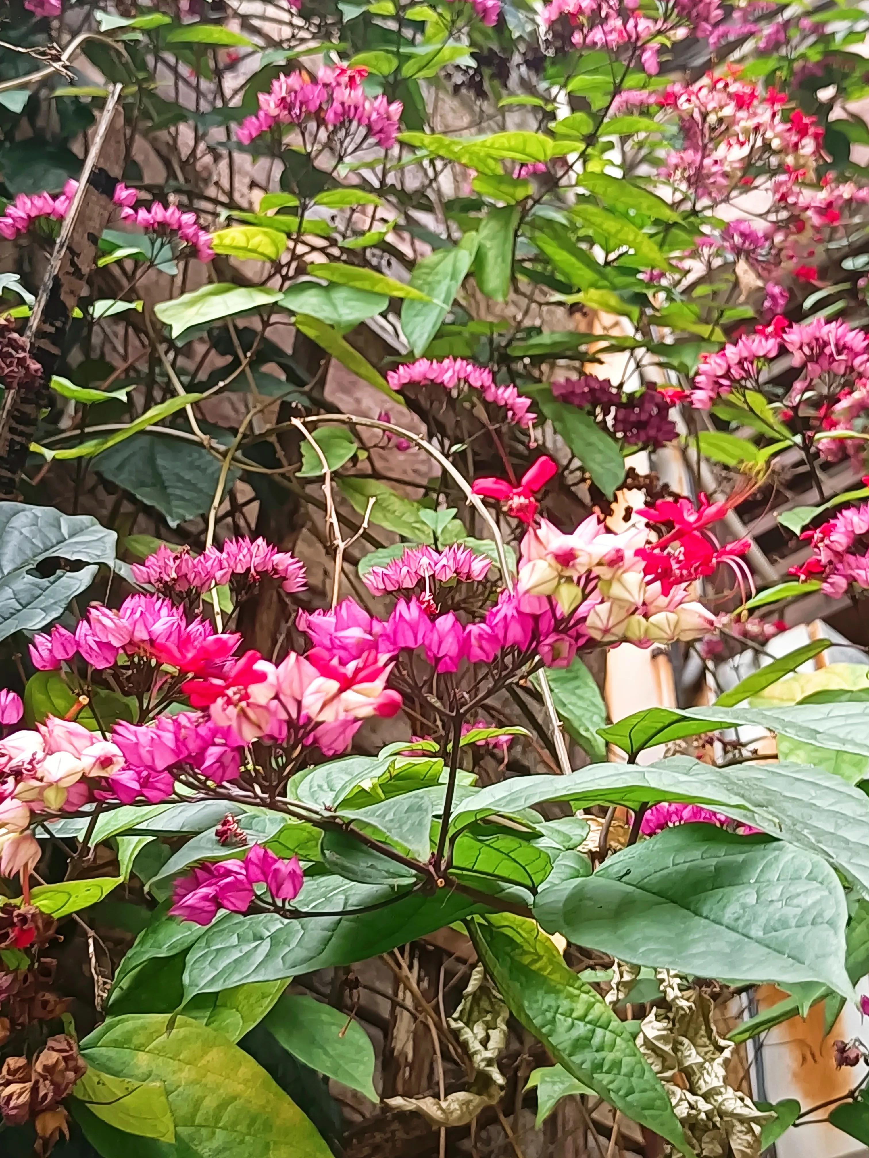 龙吐珠花语及寓意,阳台上养什么花比较好呢?