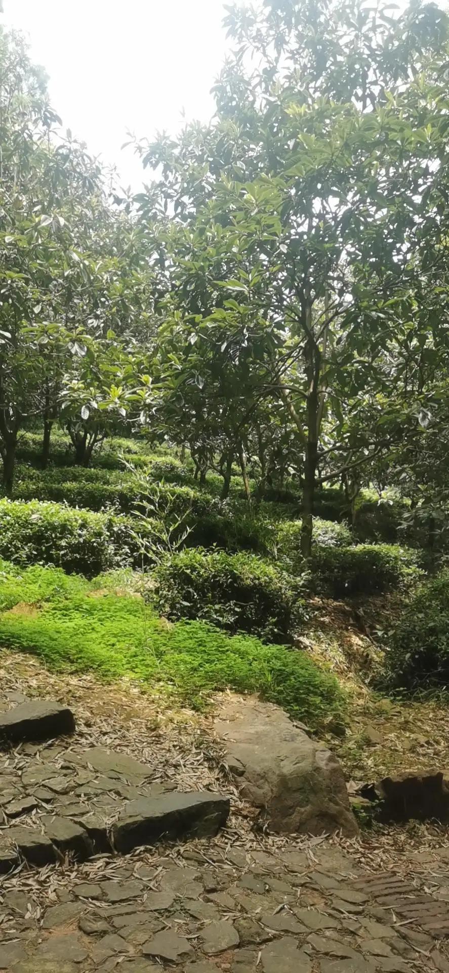 苏州十大必游风景区,揭秘最受欢迎的景点排行!