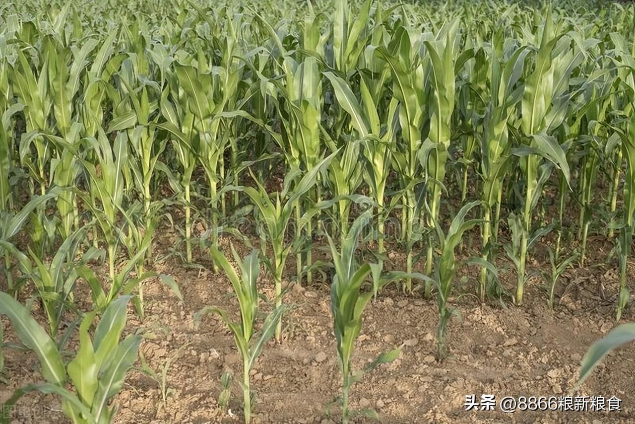 為什么定向流量消耗不了_螞蟻寶卡今日頭條免流一直扣流量 運(yùn)營(yíng)百科