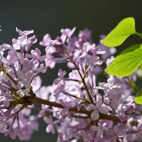 为什么西宁人特别爱奉丁香为市花？