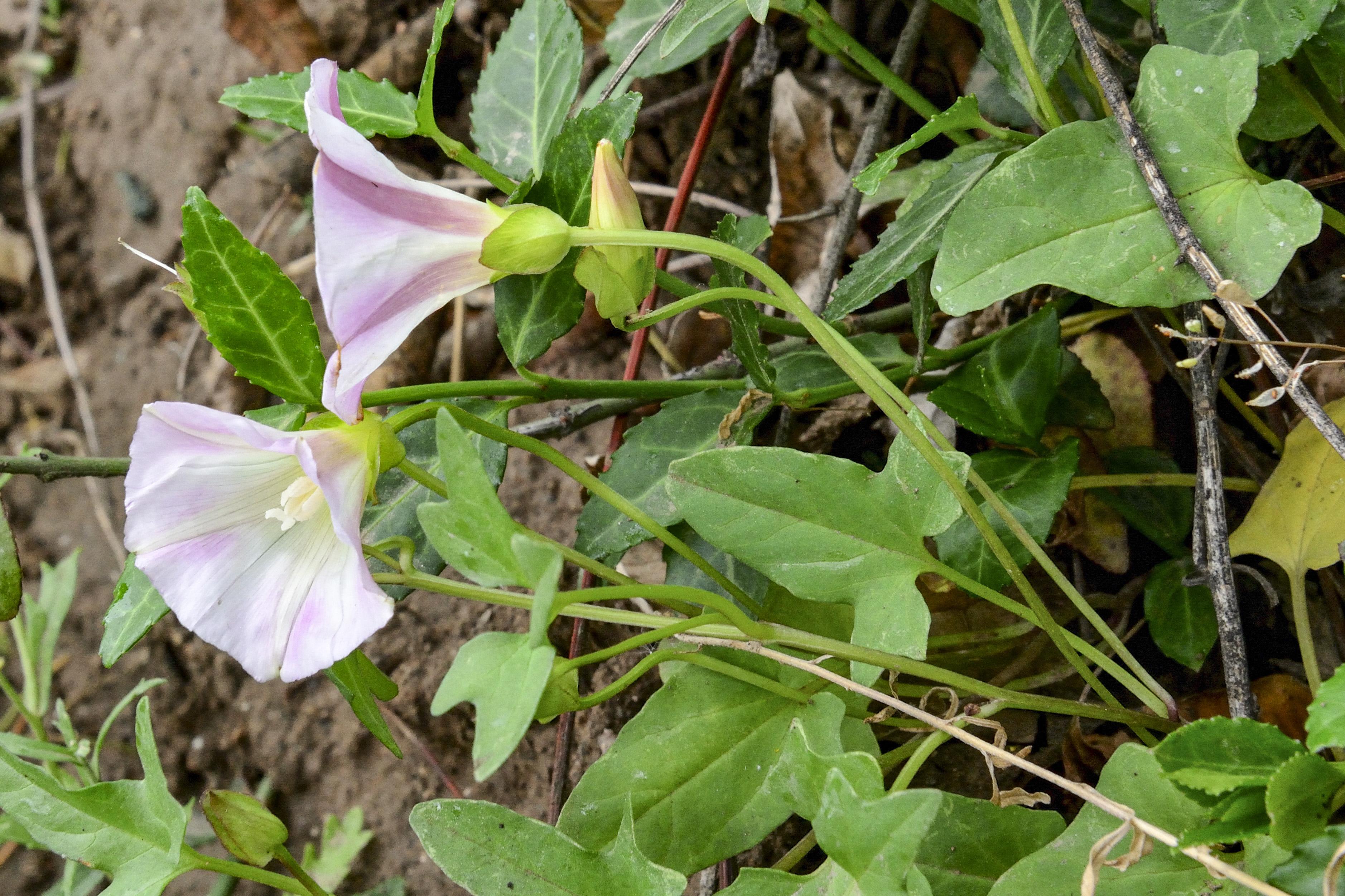 田旋花和打碗花的区别,花生地蓑衣草打什么除草剂?"