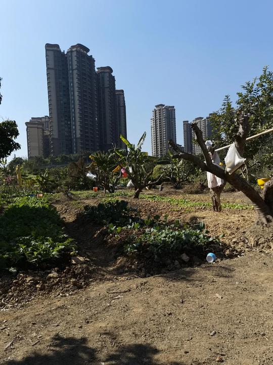 蓝天下的荔枝园