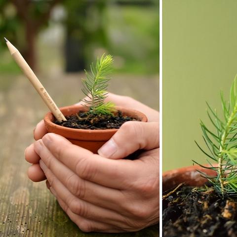 种植的乐趣tiktok 衍生的长尾关键词有什么