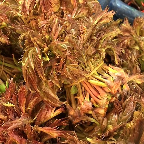 昆明市芦笋价格的长尾关键词有什么