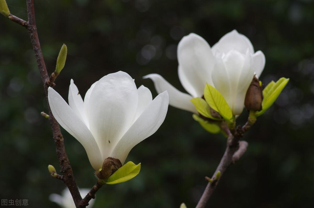 木兰花花语的经典语录,金顺花语是什么?"