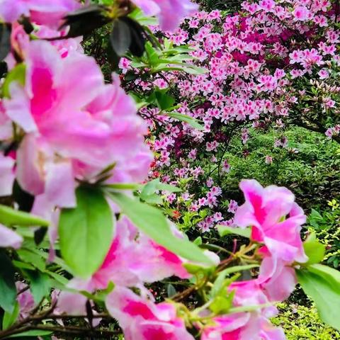 桂林纯植物食品有限公司相关长尾关键词有哪些