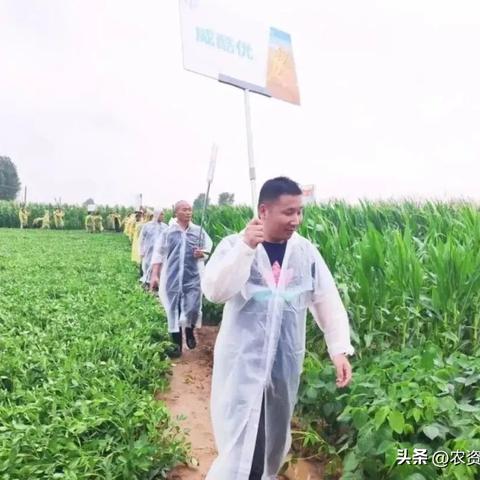 河南什么时候种花生