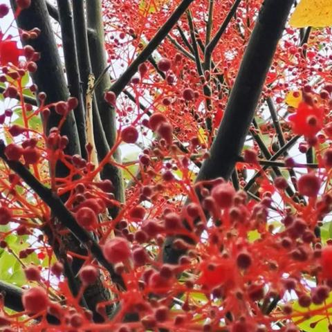 济南大地红哪个菜好吃？