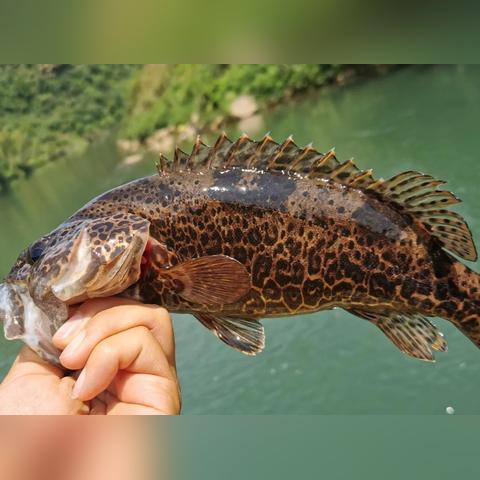 桂林资源鳜鱼养殖相关长尾关键词有哪些