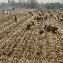 河南地区种植什么玉米好