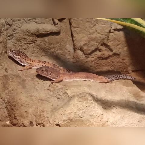 保定市斑马汽车的长尾关键词有什么