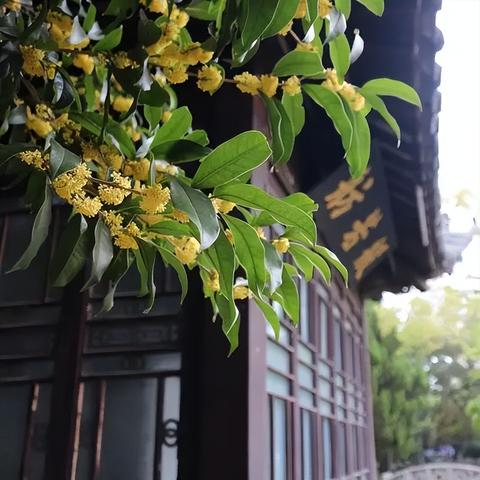 歌曲桂林桂花香原唱相关长尾关键词有哪些