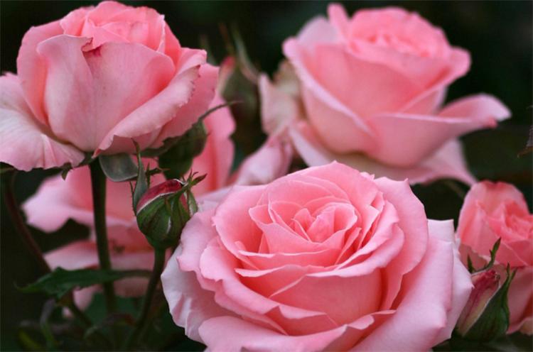 8朵粉玫瑰花语及寓意