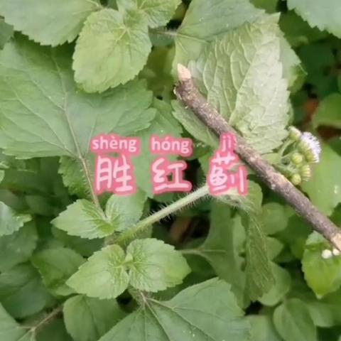 临沂市红胜村是哪个镇的