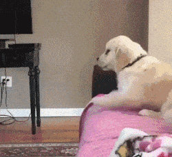 承认了吧搞笑卡通表情