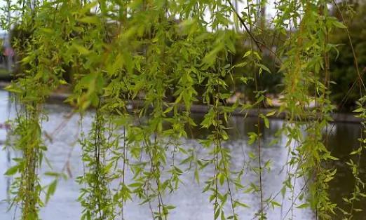 房屋种树风水_庭院种树风水讲究