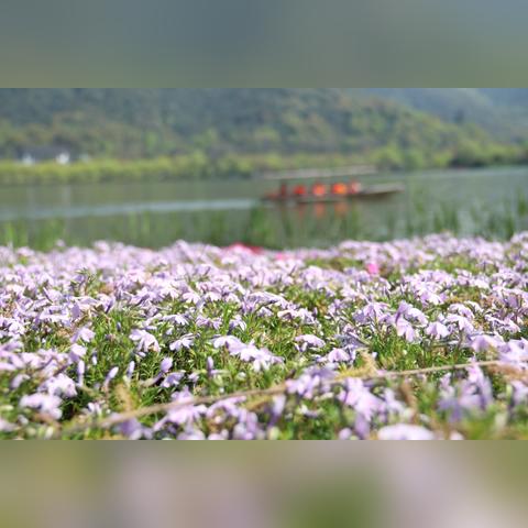 杭州市烟花怎么样