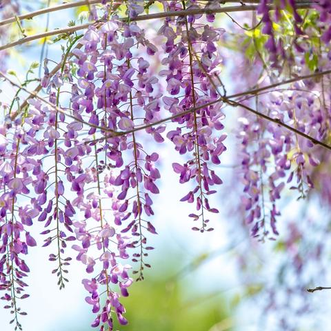 济南阳春相关长尾关键词有哪些