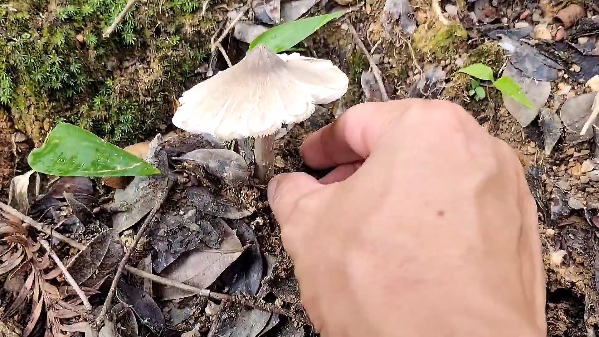 白蚁风水_为何农村老人说