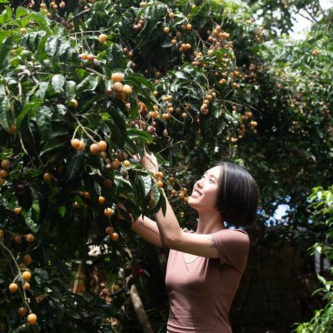 福建哪里生产荔枝的相关长尾关键词有哪些