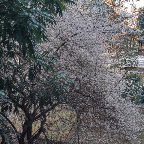 福建旗山属于哪个县城