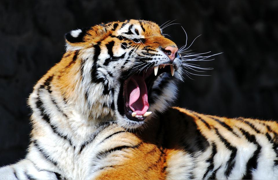 书上说老虎是森林之王.因此,王献伟在2005年是一只生肖虎.