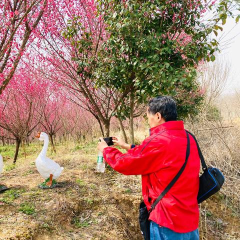 合肥市的梅花园在哪里呀