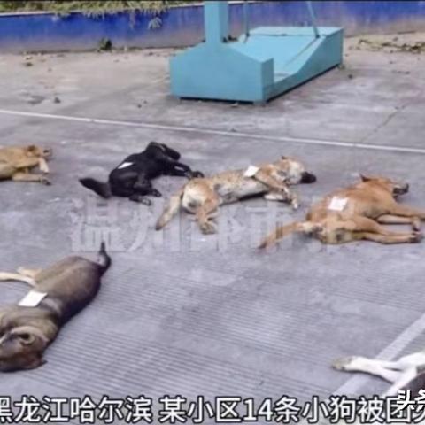 哈尔滨博美相关长尾关键词有哪些