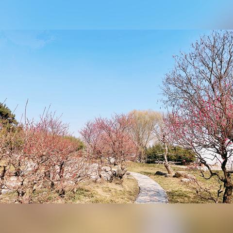 石家庄市杏采摘园的长尾关键词有哪些