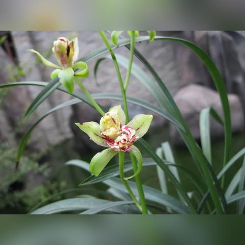 建兰的养殖方法？