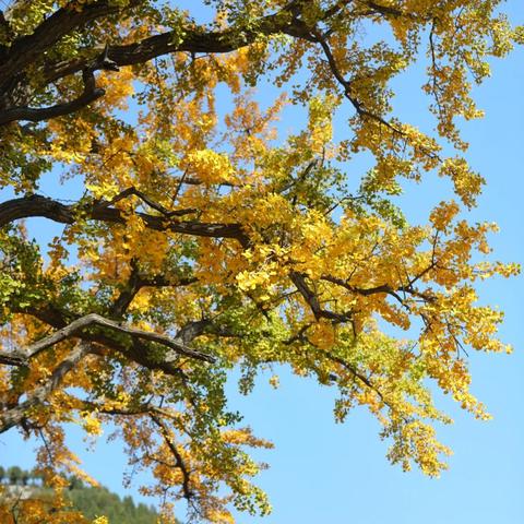 济南市秋天适合种什么菜