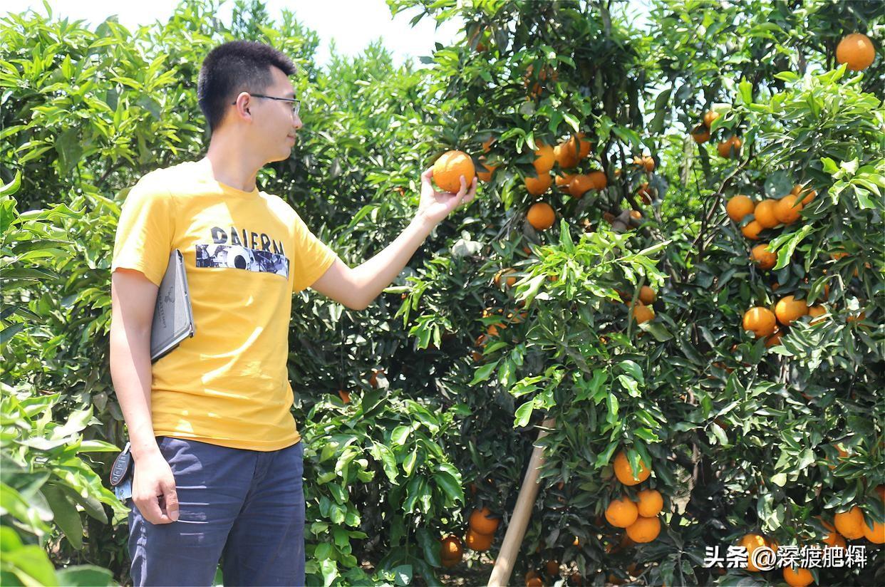 灌根改變柑橘種植手藝_磷酸二氫鉀沖施果樹要幾量