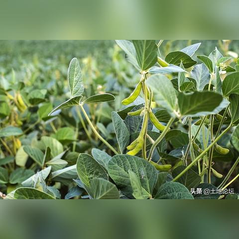 大豆种子补贴什么时间给？